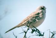 [Sage Sparrow]