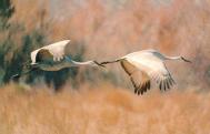 [Sandhill Crane]