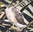 [Sharp-shinned Hawk]