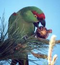 [Thick-billed Parrot]