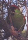 [Thick-billed Parrot]