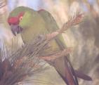 [Thick-billed Parrot]