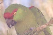 [Thick-billed Parrot]