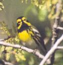 [Townsend's Warbler]