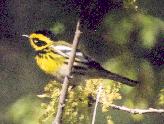 [Townsend's Warbler]