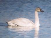 [Tundra Swan]