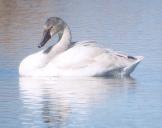 [Tundra Swan]