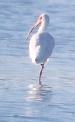 [White Ibis]