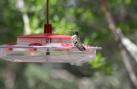 [Black-chinned Hummingbird]