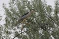 [Black-crowned Night Heron]