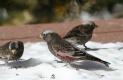 [Black Rosy Finch]