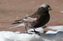 [Black Rosy Finch]