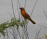 [Bullock's Oriole]