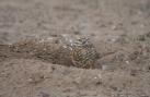 [Burrowing Owl]