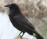[Common Raven]
