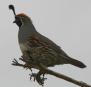 [Gambel's Quail]