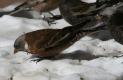 [Grey-crowned Rosy Finch]