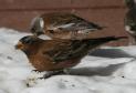 [Grey-crowned Rosy Finch]