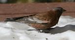 [Grey-crowned Rosy Finch]