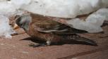 [Grey-crowned Rosy Finch]