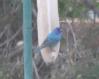 [Indigo Bunting]