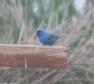 [Indigo Bunting]