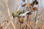 [Lesser Goldfinch]