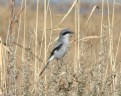 [Loggerhead Shrike]