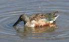 [Northern Shoveler]