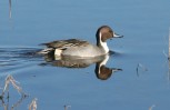 [Pintail]