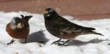 [Black and Grey-crowned Rosy Finch]