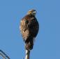 [Red-tailed Hawk]