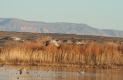 [Sandhill Crane]