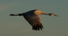 [Sandhill Crane]