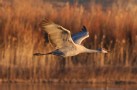 [Sandhill Crane]