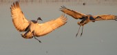 [Sandhill Crane]