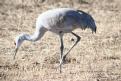 [Sandhill Crane]