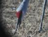 [Sandhill Crane]