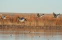 [Sandhill Crane]