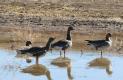 [White-fronted Goose]