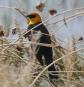 [Yellow-headed Blackbird]