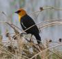 [Yellow-headed Blackbird]