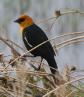 [Yellow-headed Blackbird]