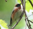 [Bay-breasted Warbler]