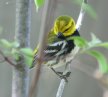 [Black-throated Green Warbler]