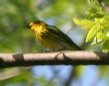 [Cape May Warbler]