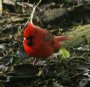 [Northern Cardinal]