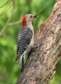 [Red-bellied Woodpecker]