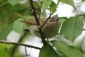 [Red-eyed Vireo]