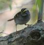 [White-throated Sparrow]